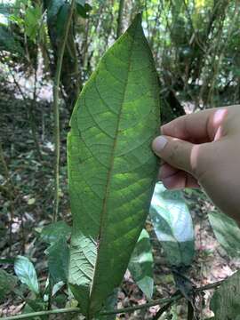 Imagem de Cryptocarya murrayi F. Müll.