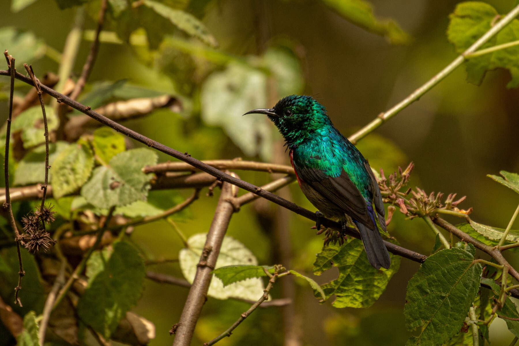 Image of Ruwenzori Double-collared Sunbird