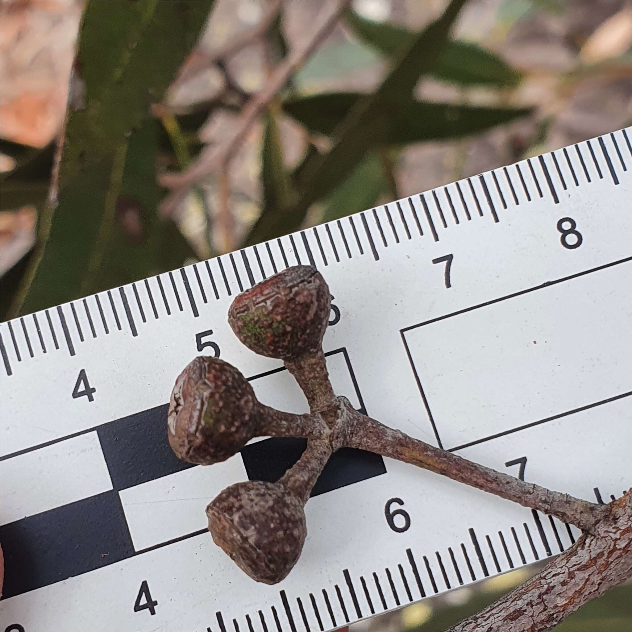 Image of Eucalyptus umbra F. Müll. ex R. T. Baker