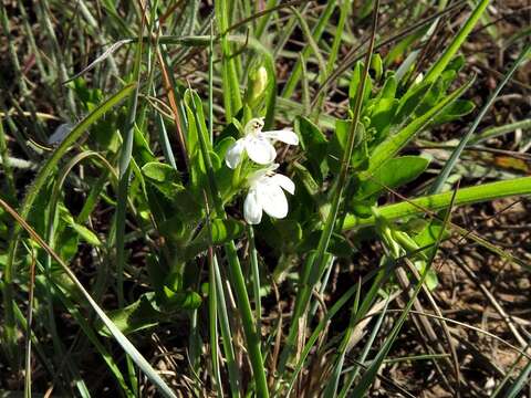 Image of Justicia anagalloides (Nees) T. Anders.