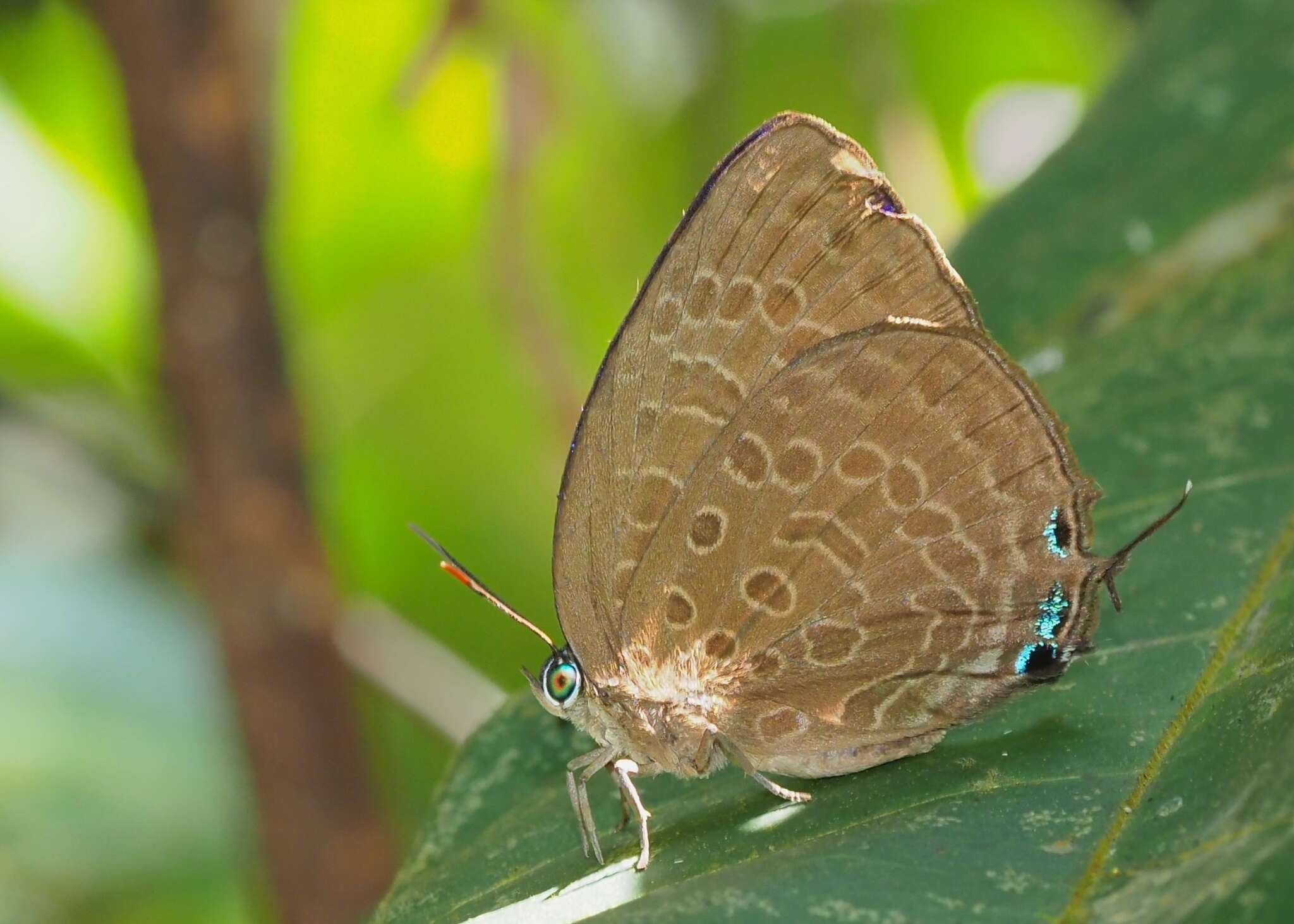 Image of Arhopala aedias (Hewitson 1862)