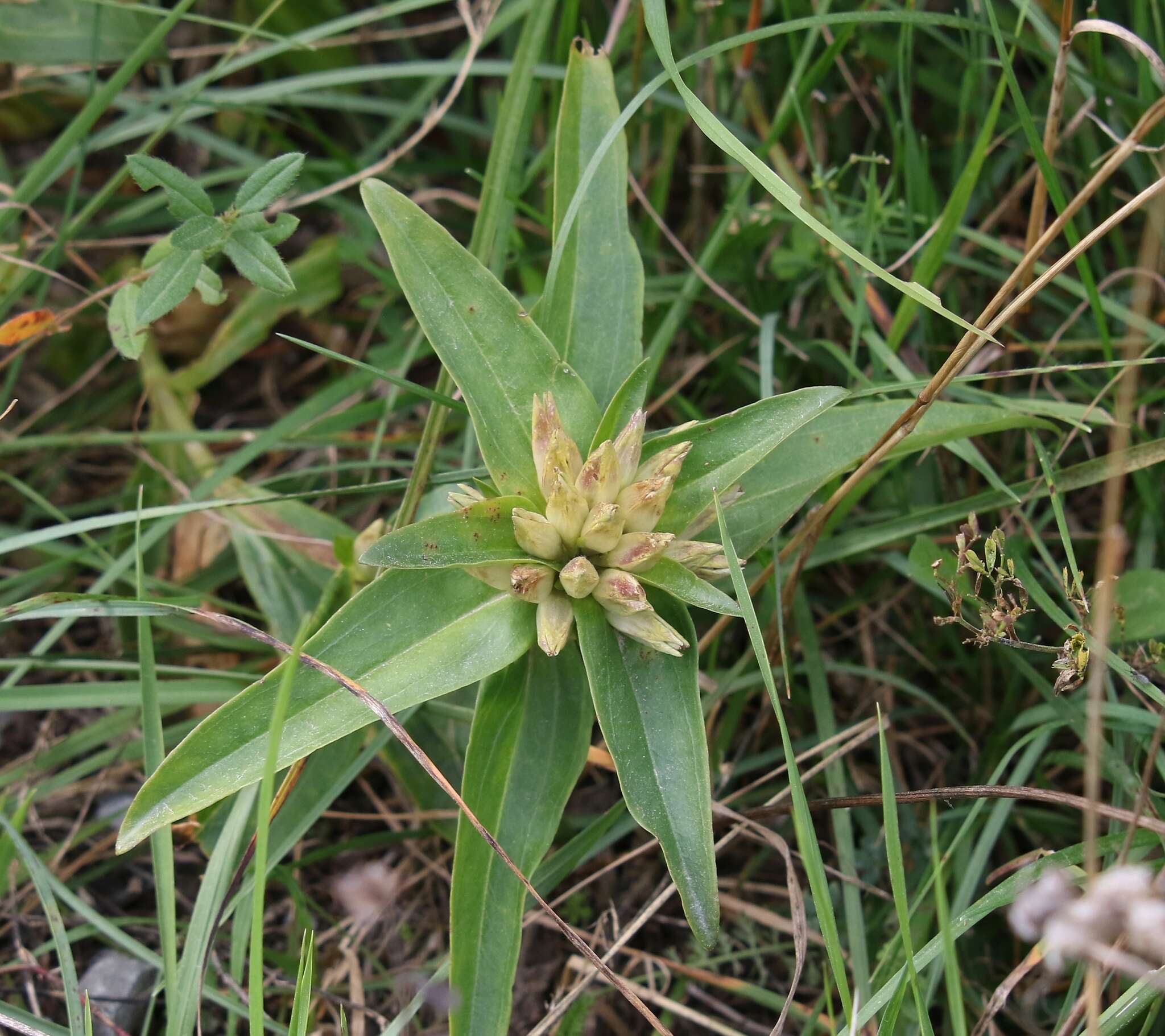 Image of Gentiana cruciata subsp. cruciata