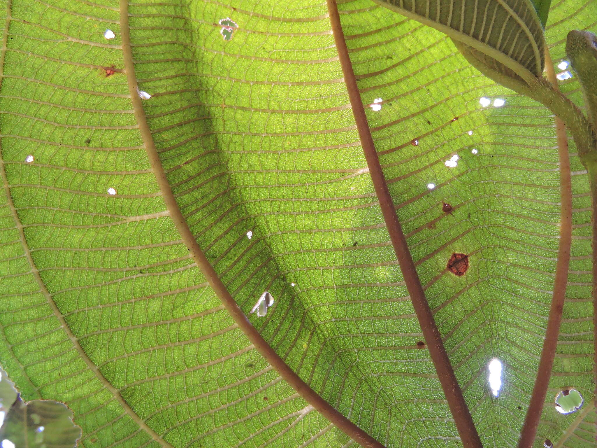 Image of Dichaetanthera cordifolia Baker
