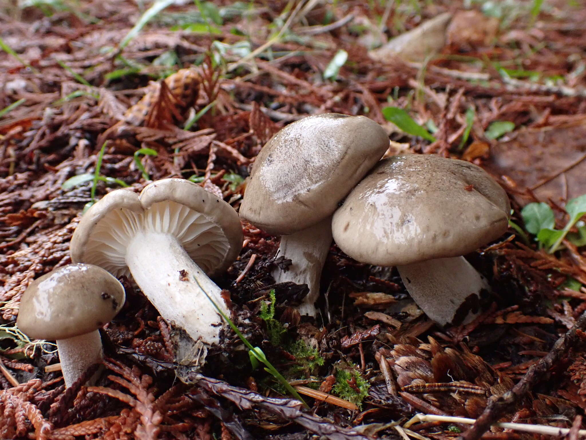 Hygrophorus agathosmoides Lebeuf, E. Larss. & Bellanger的圖片