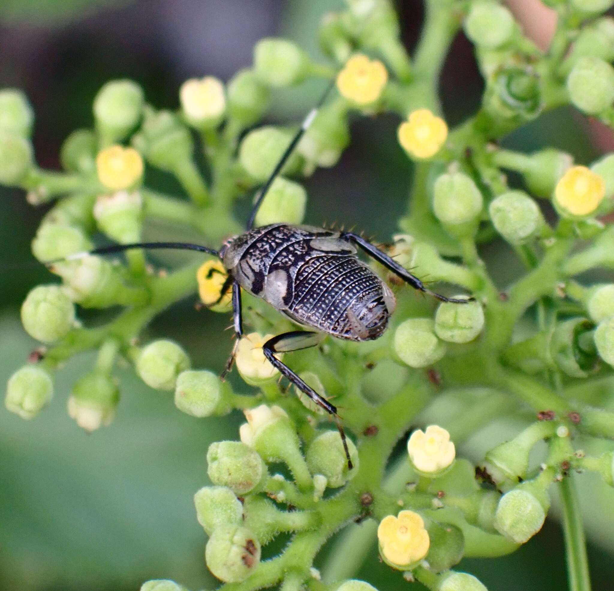 Image of Hemithyrsocera histrio (Burmeister 1838)