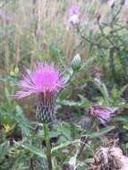 Imagem de Cirsium repandum Michx.