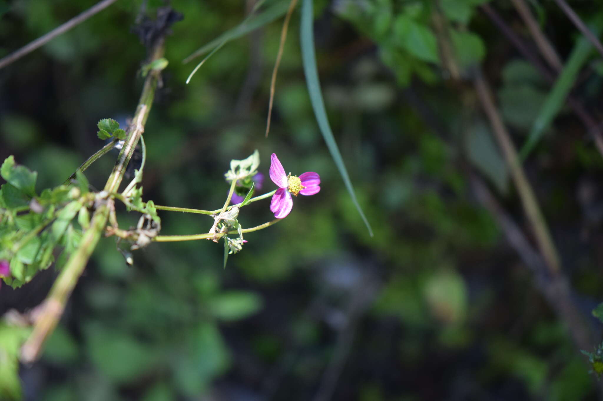 Image de Bidens clavata R. Ballard