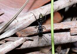 Image of Myrmecia queenslandica Forel 1915