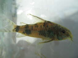 Image of peppered corydoras