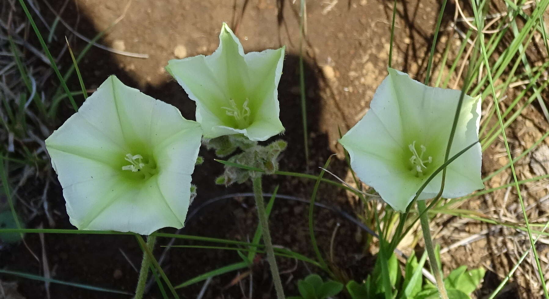 Sivun Convolvulus natalensis Bernh. kuva