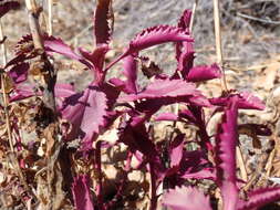 Image of Susanville beardtongue