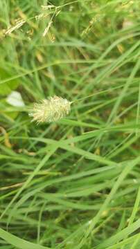 Image of Phleum alpinum subsp. rhaeticum Humphries