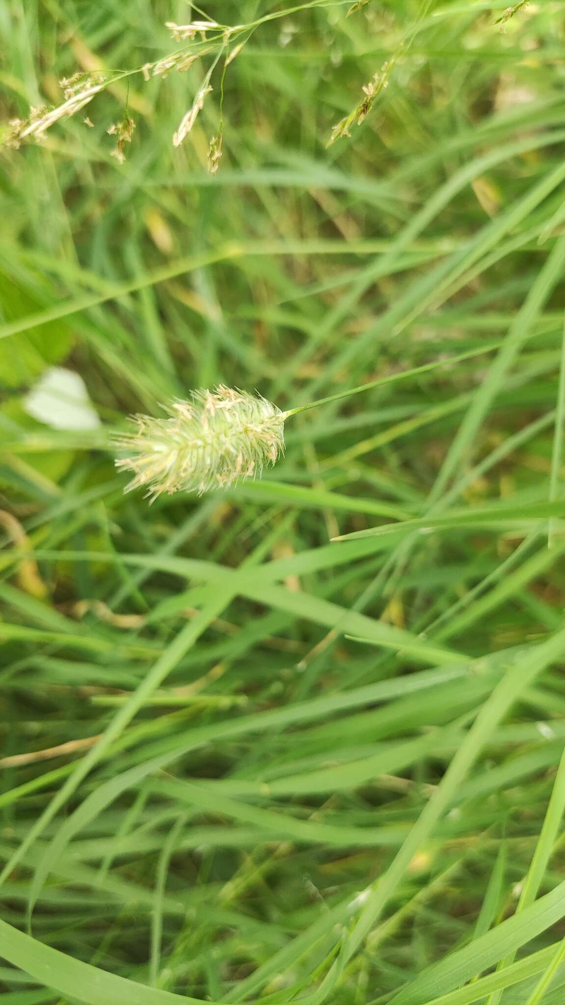 Phleum alpinum subsp. rhaeticum Humphries的圖片