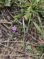 Image of Monterey gilia