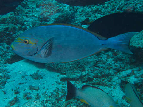 Image of Bleeker's Surgeonfish