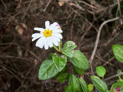 Image of Olearia tomentosa (Wendl.) DC.