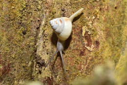 Image of Satsuma albida (H. Adams 1870)