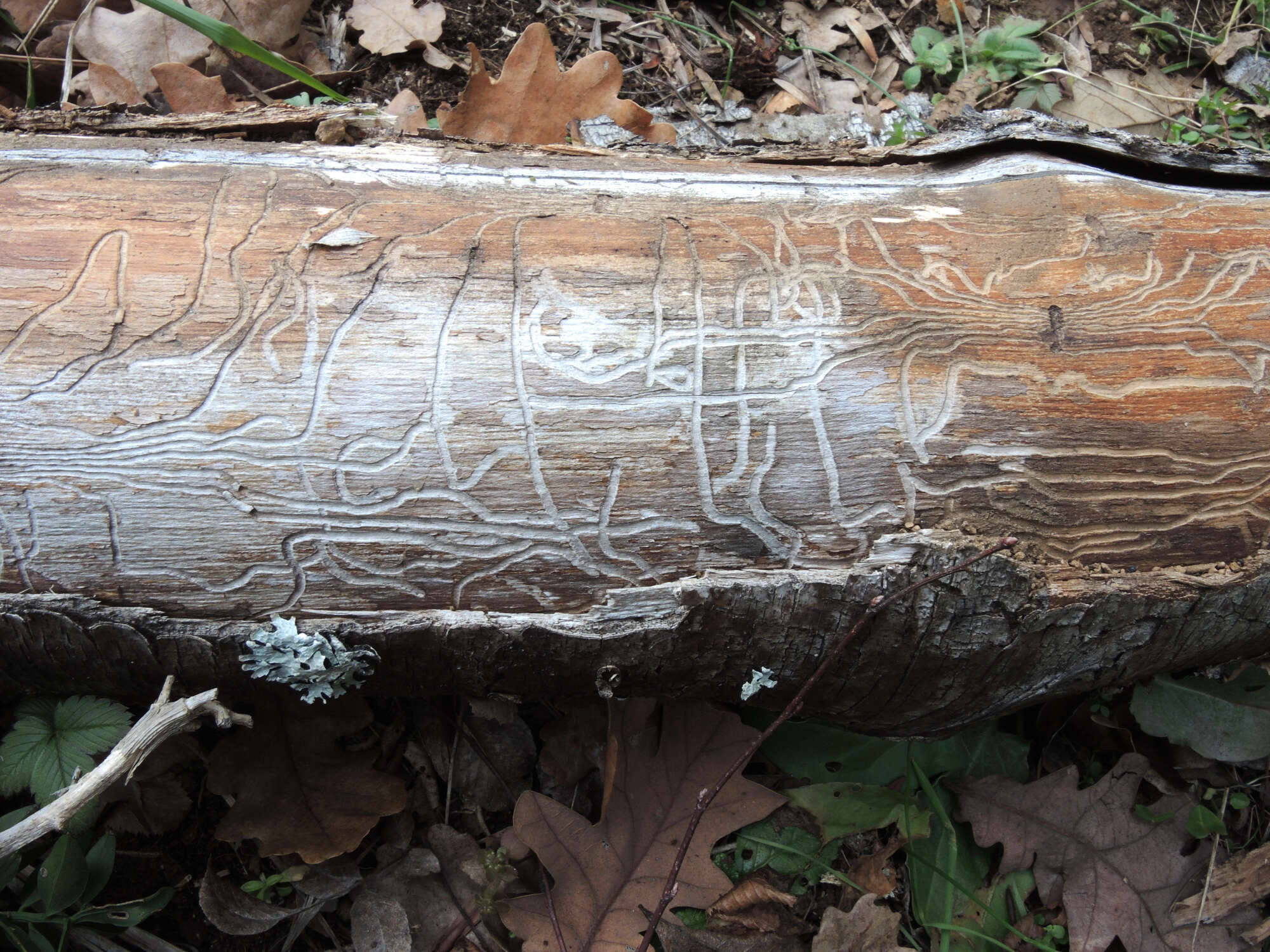 Image of oak bark beetle