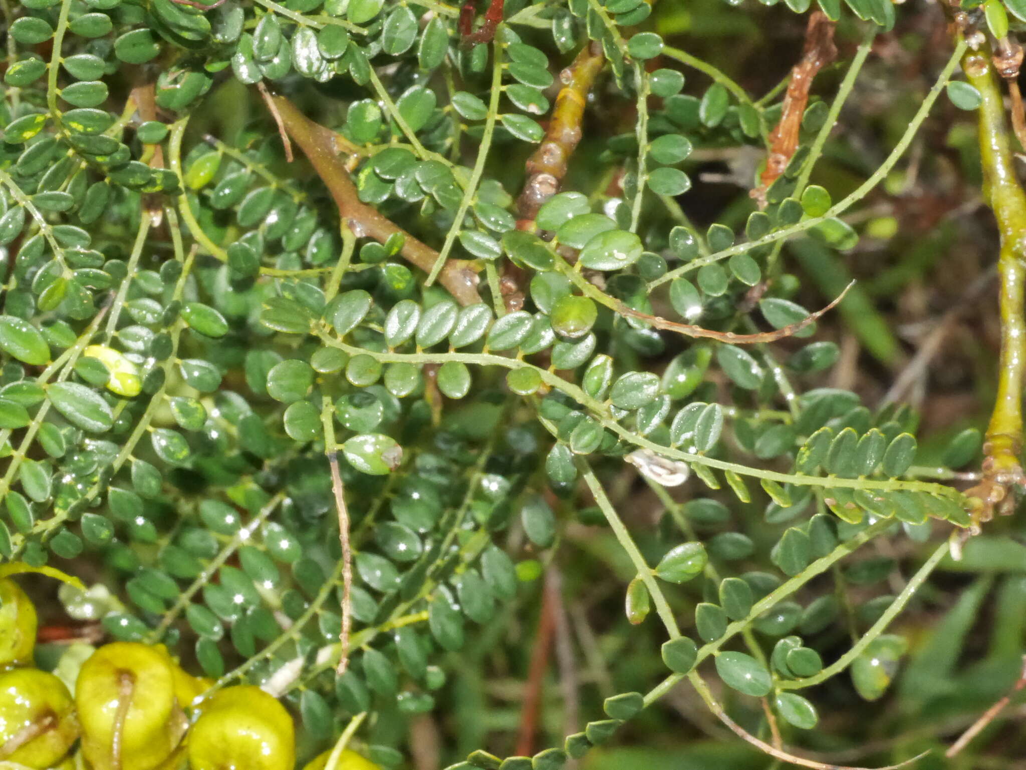 Image of Sophora molloyi Heenan & de Lange