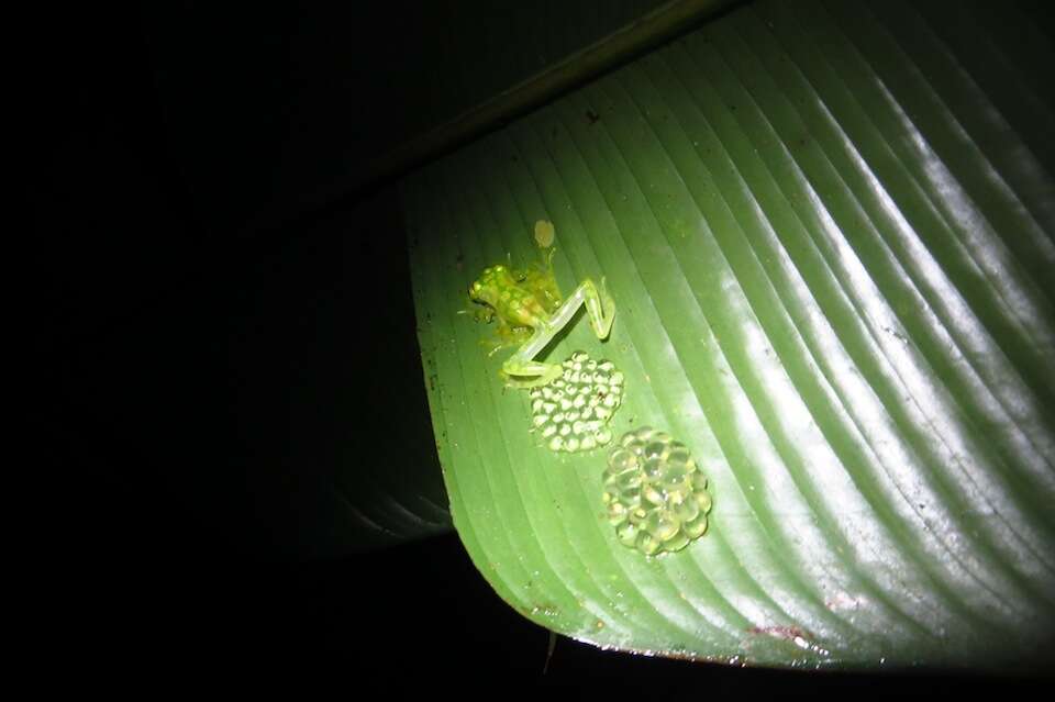 Image of La Palma Glass Frog