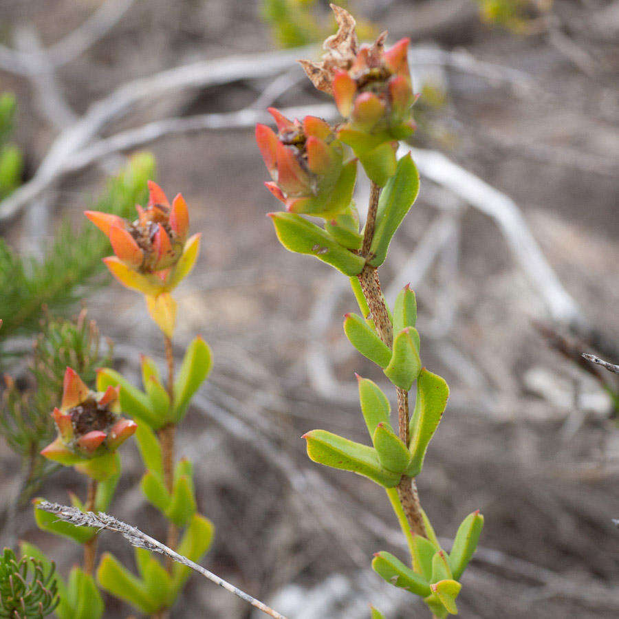 Image of Erepsia steytlerae L. Bol.