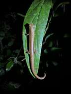 Image of Cukra Climbing Salamander