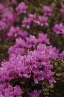 صورة Rhododendron setosum D. Don