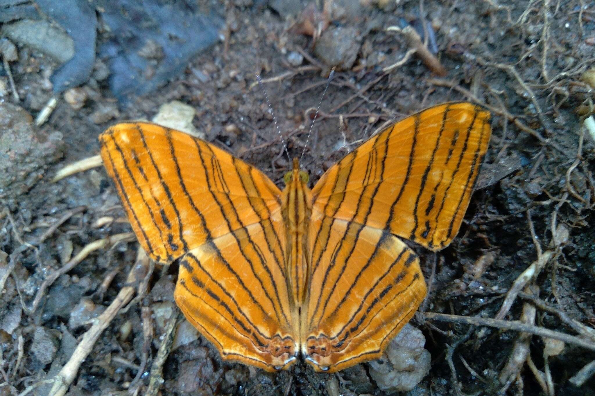 Image of Chersonesia risa Doubleday (1848)