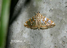 Glyphodes sibillalis Walker 1859 resmi