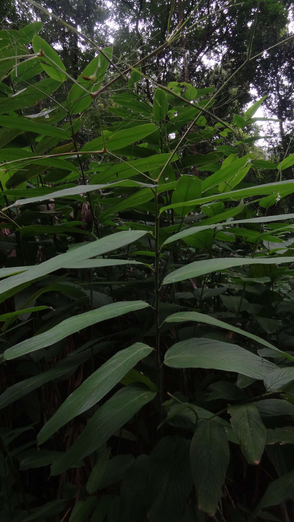 Image de Indianthus virgatus (Roxb.) Suksathan & Borchs.