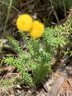 Image of Chrysocoma cernua L.