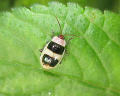 Image of <i>Asphaera vernalis</i> Jacoby 1905