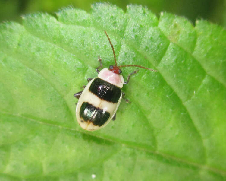 Image of <i>Asphaera vernalis</i> Jacoby 1905