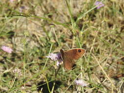 Imagem de Satyrus actaea Esper 1780