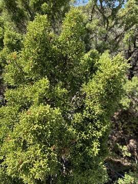 Image de Juniperus pinchotii Sudw.