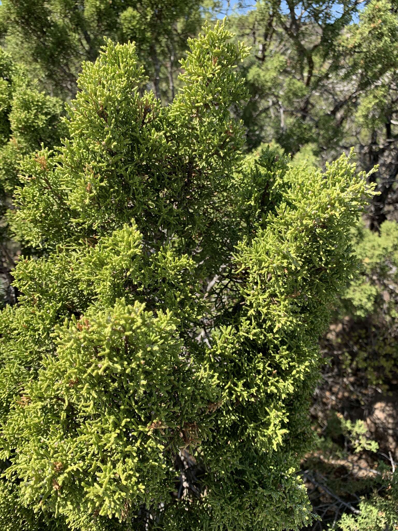 Plancia ëd Juniperus pinchotii Sudw.