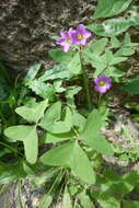 Image of broadleaf woodsorrel