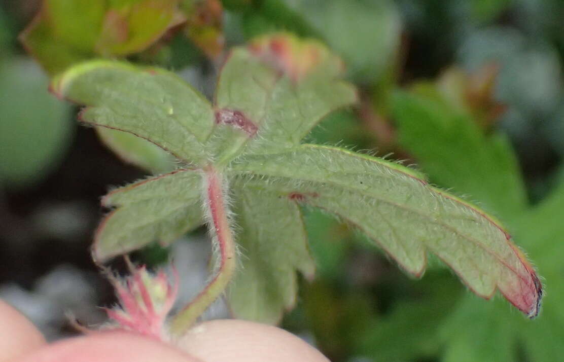 Imagem de Geranium ornithopodon Eckl. & Zeyh.