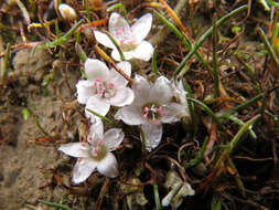 Image of Montia angustifolia Heenan
