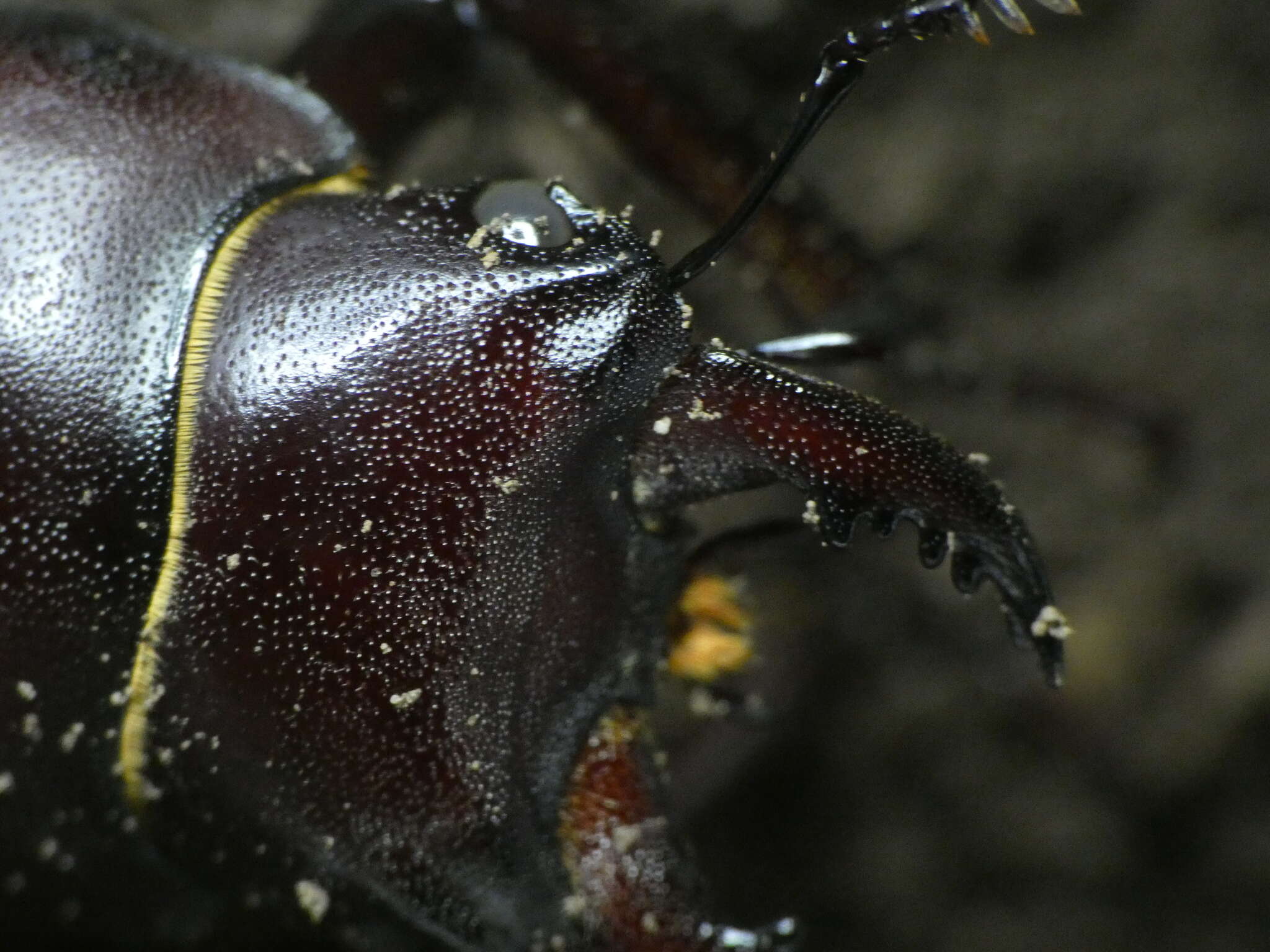 Image de Lucanus tetraodon sicilianus Planet 1899