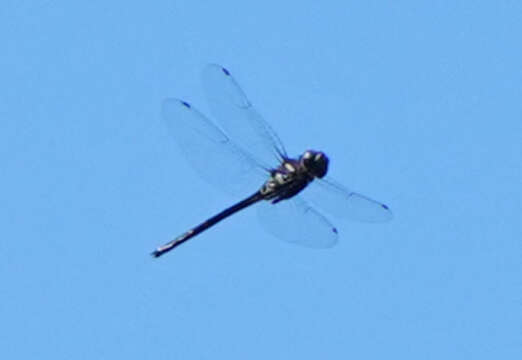 Image of Texas Emerald