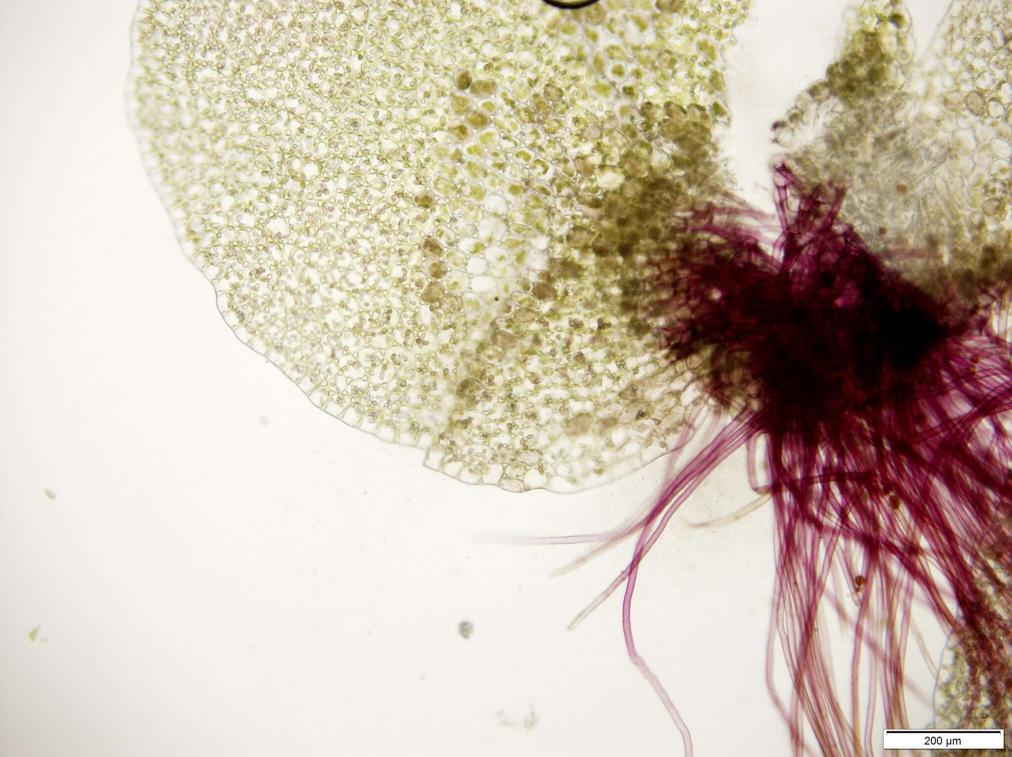 Image of Solenostoma hyalinum (Lyell) Mitt.