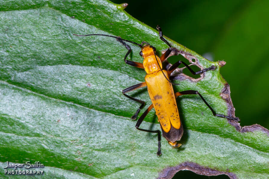 Image of <i>Chauliognathus sulphureus</i> Waterhouse 1877