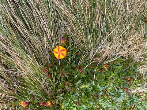 Image of Gentianella hirculus (Griseb.) Fabris