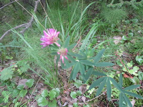 Слика од Trifolium lupinaster L.