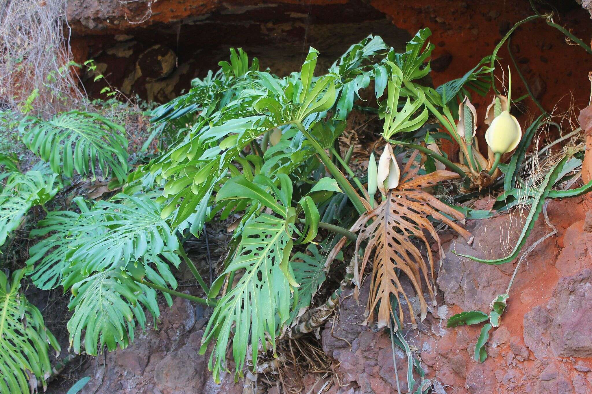 Image of Monstera deliciosa Liebm.