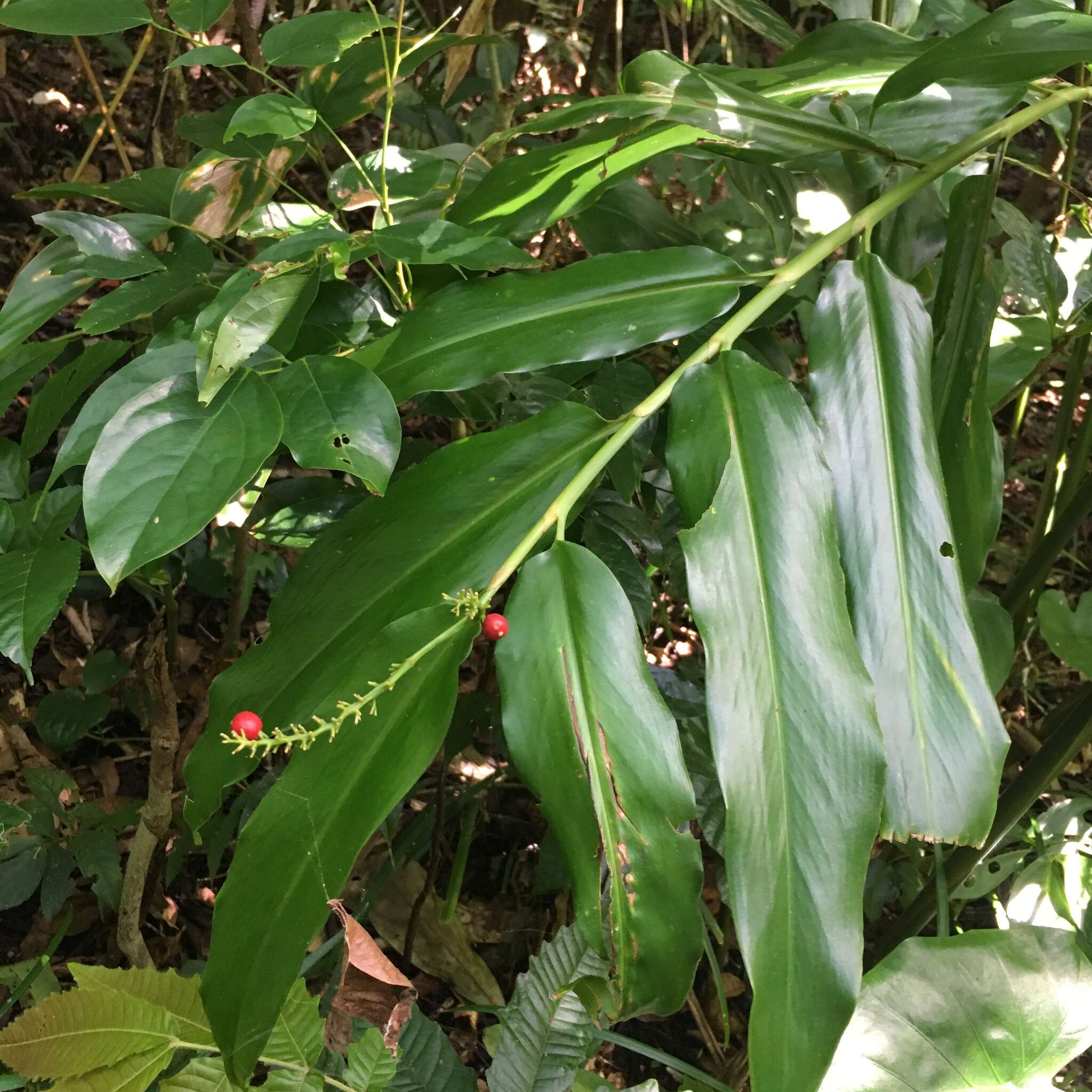 Image of Alpinia flabellata Ridl.