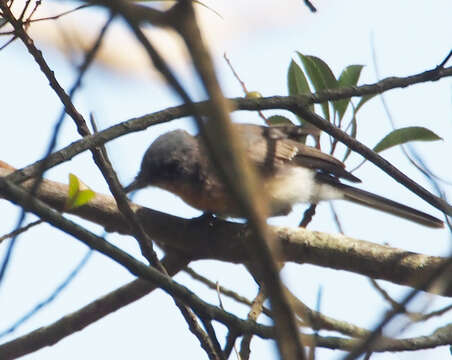 Image of Leaden Flycatcher