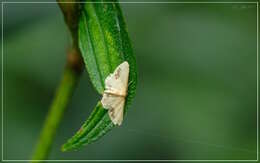 Image de Idaea chotaria Swinhoe 1886