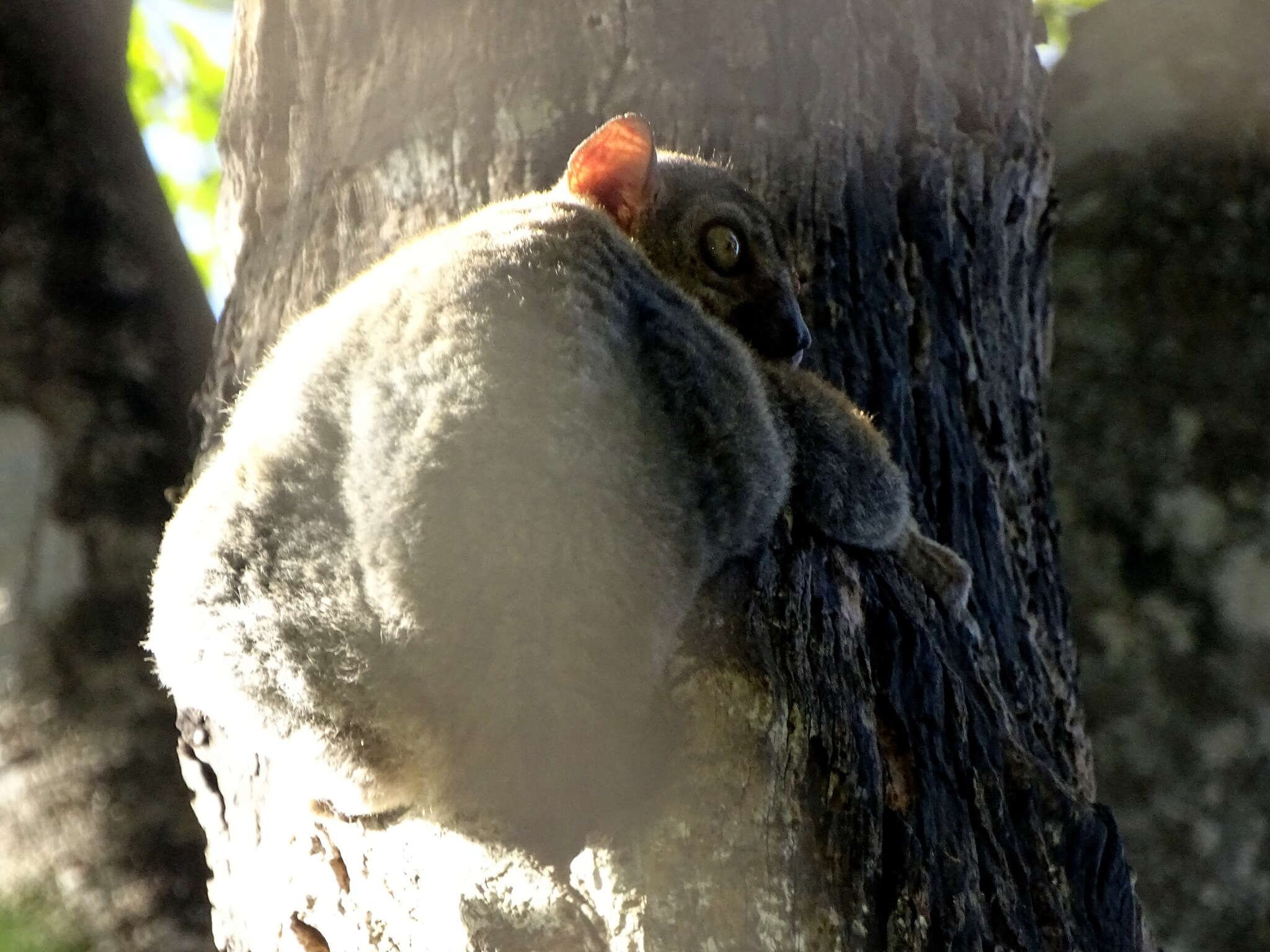 Lepilemur randrianasoloi Andriaholinirina, Fausser, Roos, Zinner, Thalmann, Rabarivola & Ravaoarimanana et al. 2017的圖片